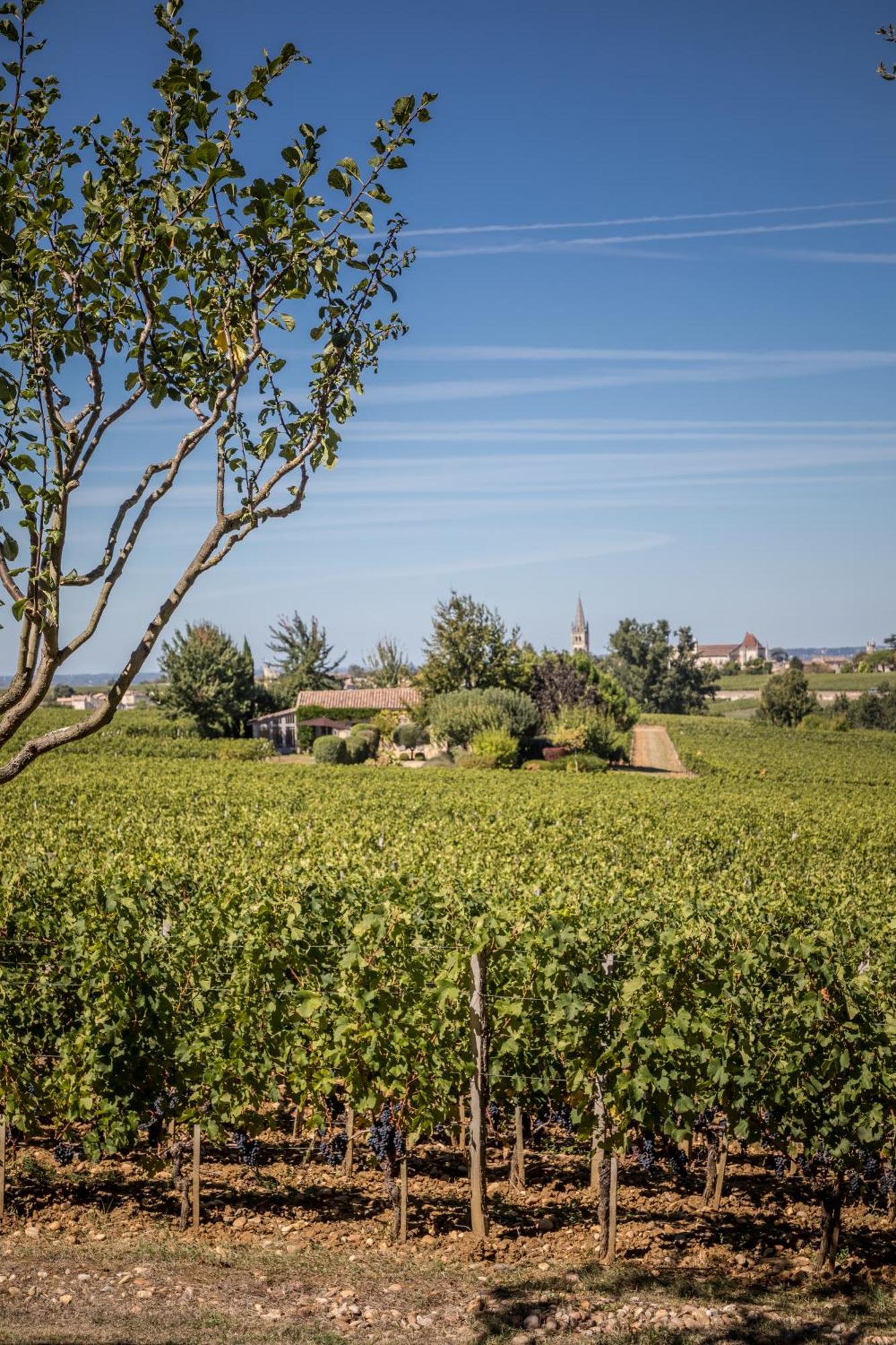 Les Clefs De Troplong Mondot Saint-Émilion Exteriör bild